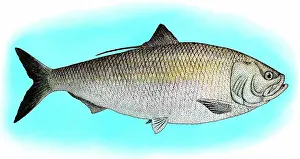 Atlantic Prints: American shad