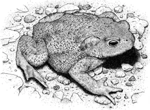True Prints: American Toad