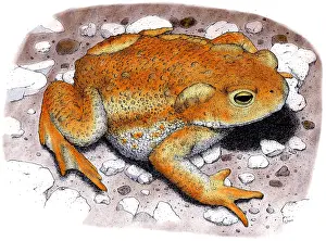 True Prints: American Toad