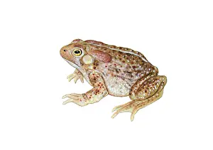 Americanus Prints: American Toad