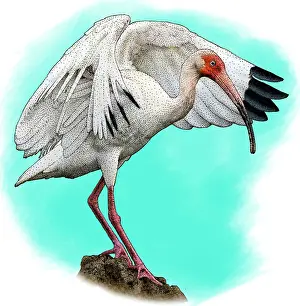 2016 Prints: American White Ibis