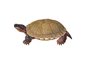 Diagram Prints: American Wood Turtle