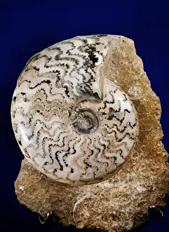 Molluscks Prints: Ammonite Fossil
