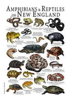 Renderings Prints: Amphibians & Reptiles of New England, Illustration