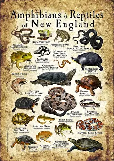 Spotted Prints: Amphibians & Reptiles of New England, Illustration