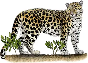Big Cats Prints: Amur Leopard