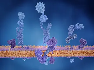 Central Prints: The amyloid precursor protein being cleaved by gamma and beta secretase and setting the beta amyloid peptide free