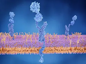 Pathological Prints: The amyloid precursor protein being cleaved by gamma and beta secretase and setting the beta amyloid peptide free
