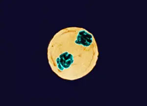 Cycle Prints: Anaphase of Mitosis in Trillium Cell