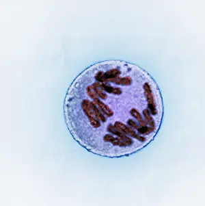 Cycle Prints: Anaphase of Mitosis in Trillium Cell
