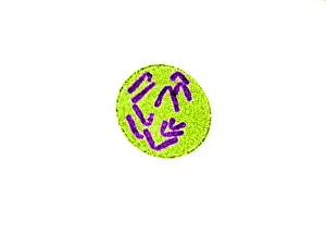 Anaphase Prints: Anaphase of Mitosis in Trillium erectum