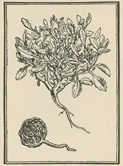 Horticultural Prints: Anastatica Hierochuntica, Resurrection Plant