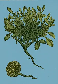 Horticulture Prints: Anastatica Hierochuntica, Resurrection Plant
