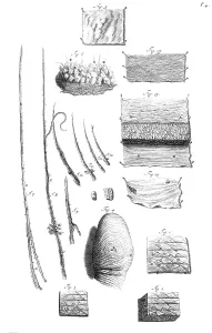 Humani Prints: Anatomia humani corporis, Table 04, 1690