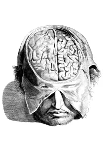 Humani Prints: Anatomia humani corporis, Table 05, 1690