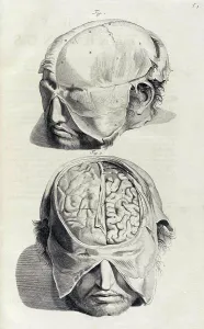 Humani Prints: Anatomia humani corporis, Table 05, 1690