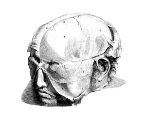 Humani Prints: Anatomia humani corporis, Table 05, 1690