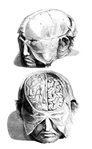 Book Prints: Anatomia humani corporis, Table 05, 1690