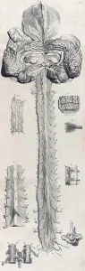 Humani Prints: Anatomia humani corporis, Table 10, 1690