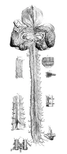 Humani Prints: Anatomia humani corporis, Table 10, 1690