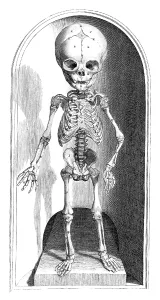 Humani Prints: Anatomia humani corporis, Table 101, 1690