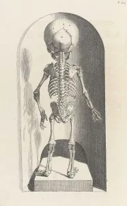 Humani Prints: Anatomia humani corporis, Table 102, 1690