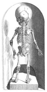 Humani Prints: Anatomia humani corporis, Table 102, 1690