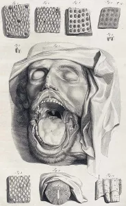 Humani Prints: Anatomia humani corporis, Table 13, 1690