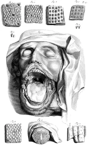 Book Prints: Anatomia humani corporis, Table 13, 1690