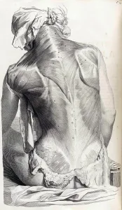 Humani Prints: Anatomia humani corporis, Table 27, 1690