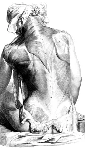 Back Prints: Anatomia humani corporis, Table 27, 1690