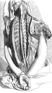 Atlas Prints: Anatomia humani corporis, Table 30, 1690