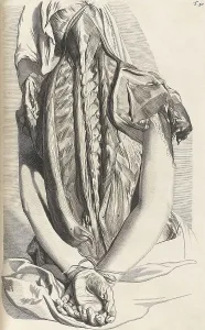 Book Prints: Anatomia humani corporis, Table 30, 1690