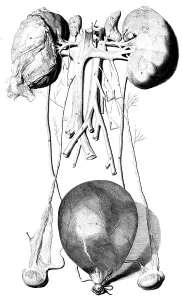 Humani Prints: Anatomia humani corporis, Table 42, 1690