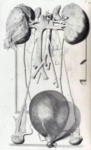 Humani Prints: Anatomia humani corporis, Table 42, 1690