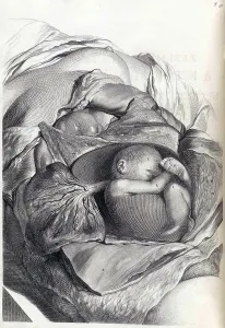 Humani Prints: Anatomia humani corporis, Table 56, 1690