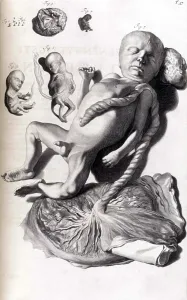 Reproductive Prints: Anatomia humani corporis, Table 57, 1690