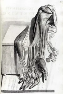 Humani Prints: Anatomia humani corporis, Table 67, 1690