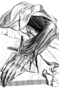 Humani Prints: Anatomia humani corporis, Table 70, 1690