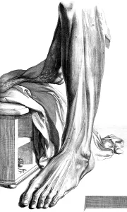 Humani Prints: Anatomia humani corporis, Table 80, 1690