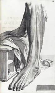 Book Prints: Anatomia humani corporis, Table 80, 1690