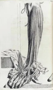 Humani Prints: Anatomia humani corporis, Table 81, 1690
