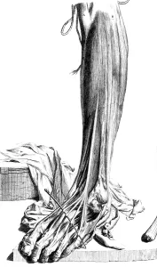 Book Prints: Anatomia humani corporis, Table 81, 1690