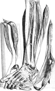 Humani Prints: Anatomia humani corporis, Table 82, 1690