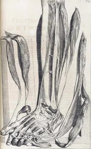 Atlas Prints: Anatomia humani corporis, Table 82, 1690