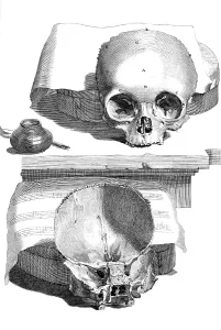 Humani Prints: Anatomia humani corporis, Table 89, 1690