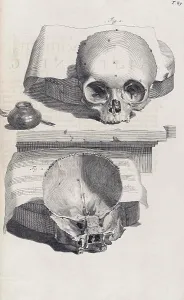 Humani Prints: Anatomia humani corporis, Table 89, 1690