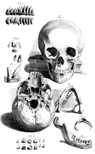 Humani Prints: Anatomia humani corporis, Table 92, 1690