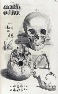 Humani Prints: Anatomia humani corporis, Table 92, 1690