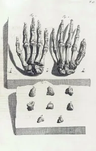 Humani Prints: Anatomia humani corporis, Table 97, 1690